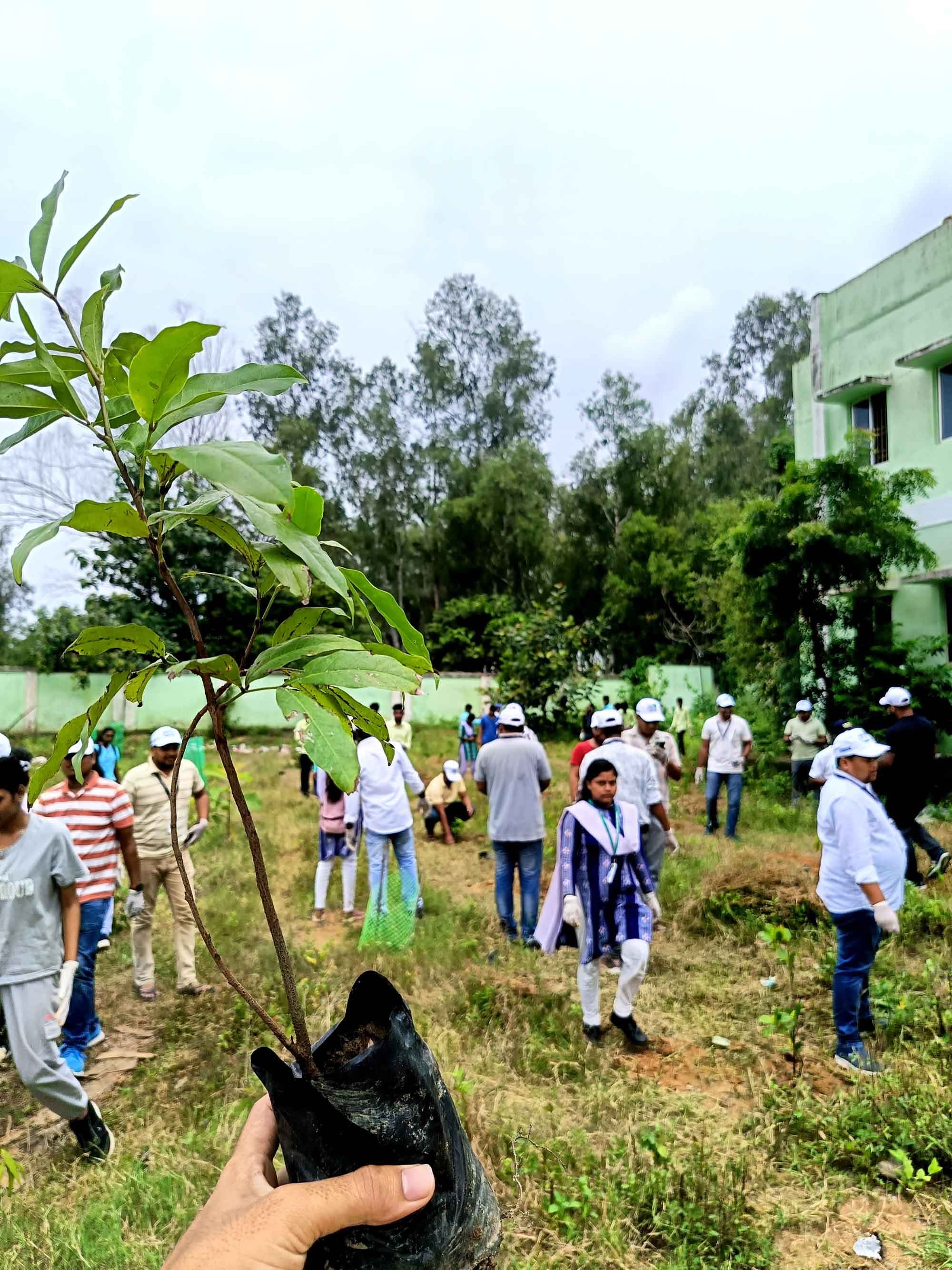 Volunteer holding a sapling during a collaborative plantation drive